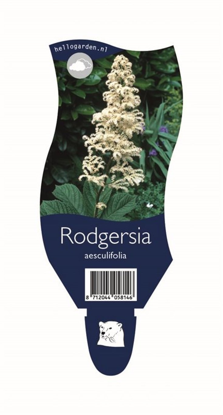 Rodgersia aesculifolia - P11